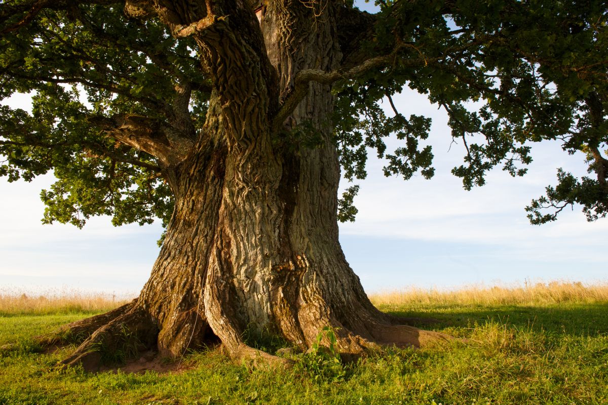 Tree That Symbolizes Contentment