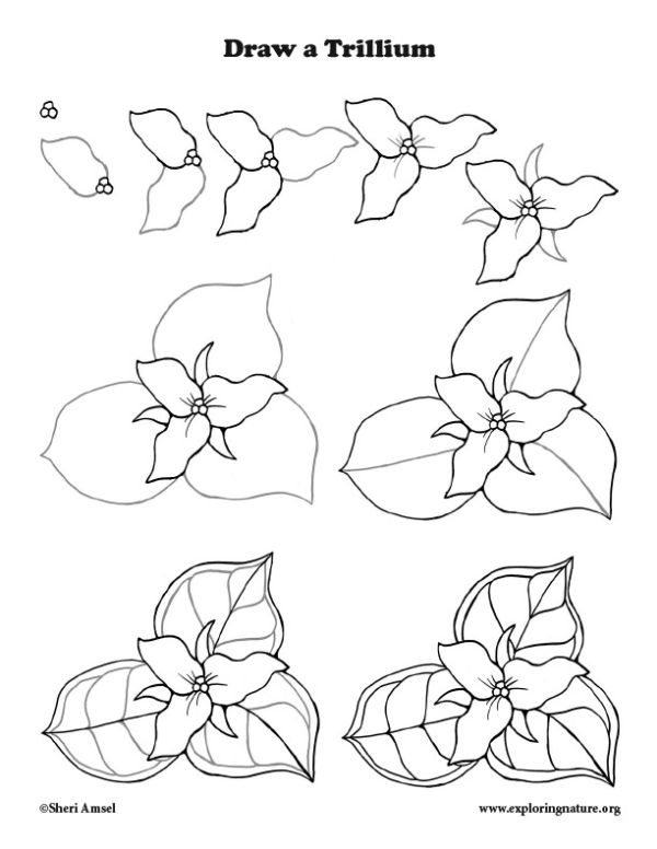 how to draw a trillium flower