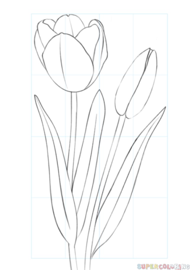 Beginner drawing tips for Tulips