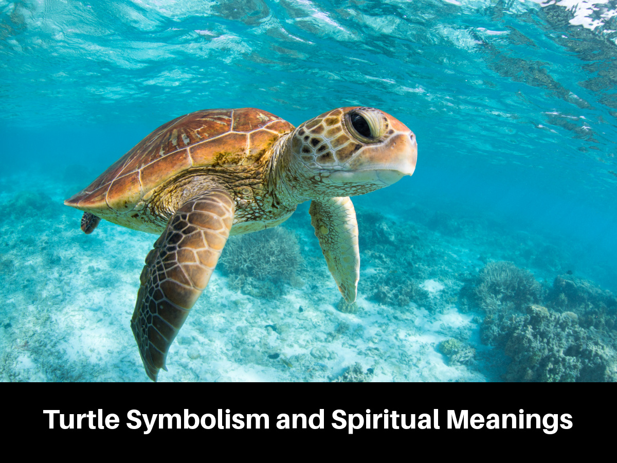 Turtle Symbolism and Spiritual Meanings