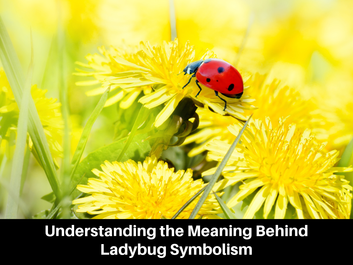 Understanding the Meaning Behind Ladybug Symbolism