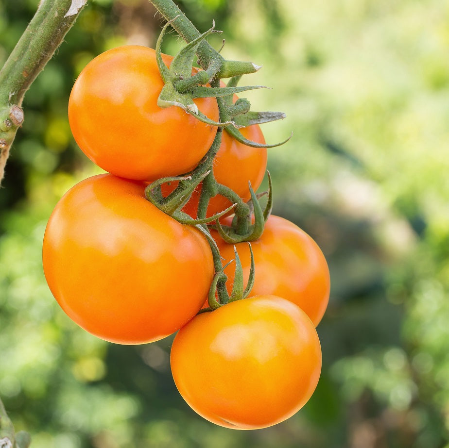 Valencia Tomatoes