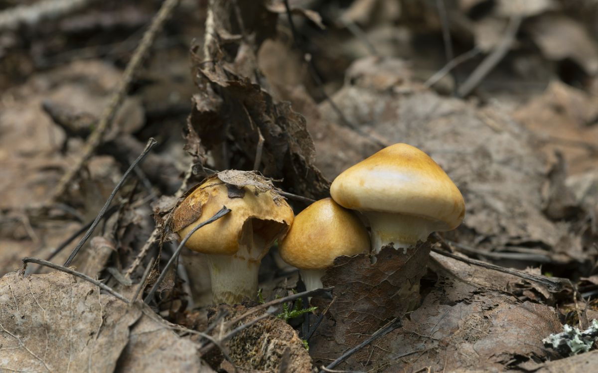 Webcap Mushrooms