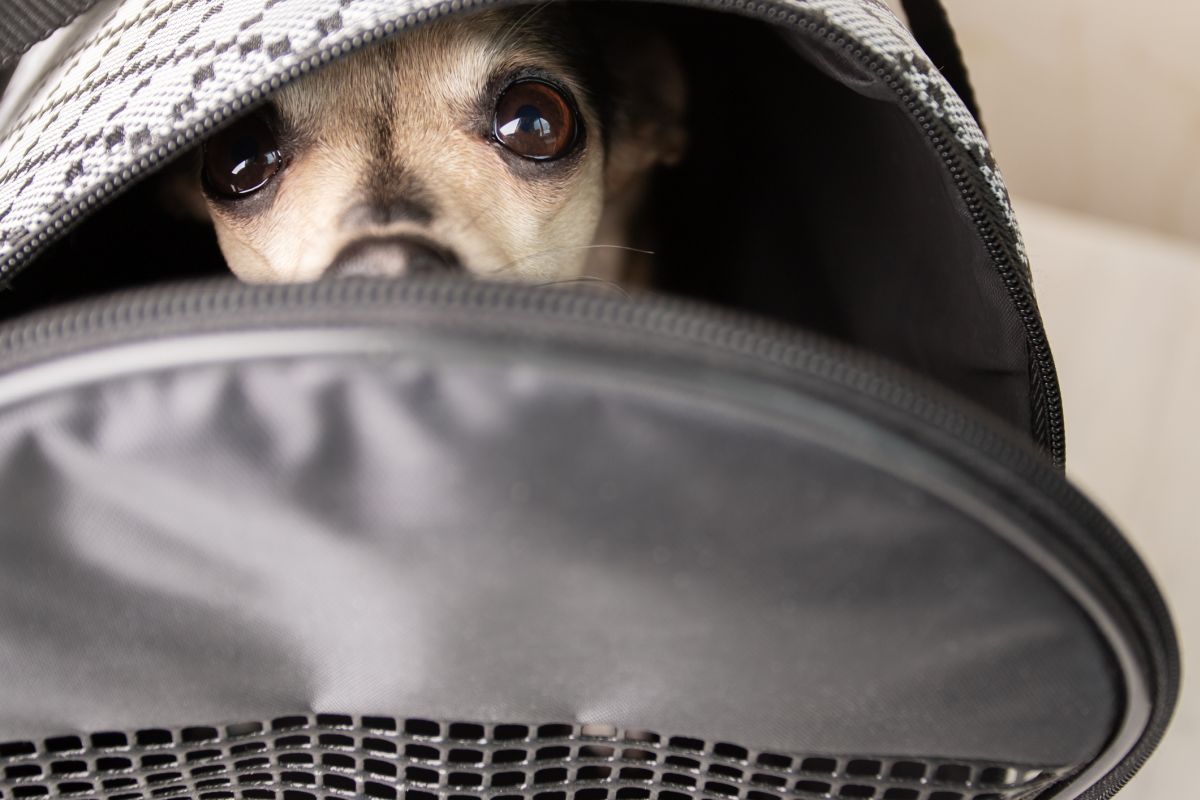 What to Expect at the Airport When Flying with a Dog