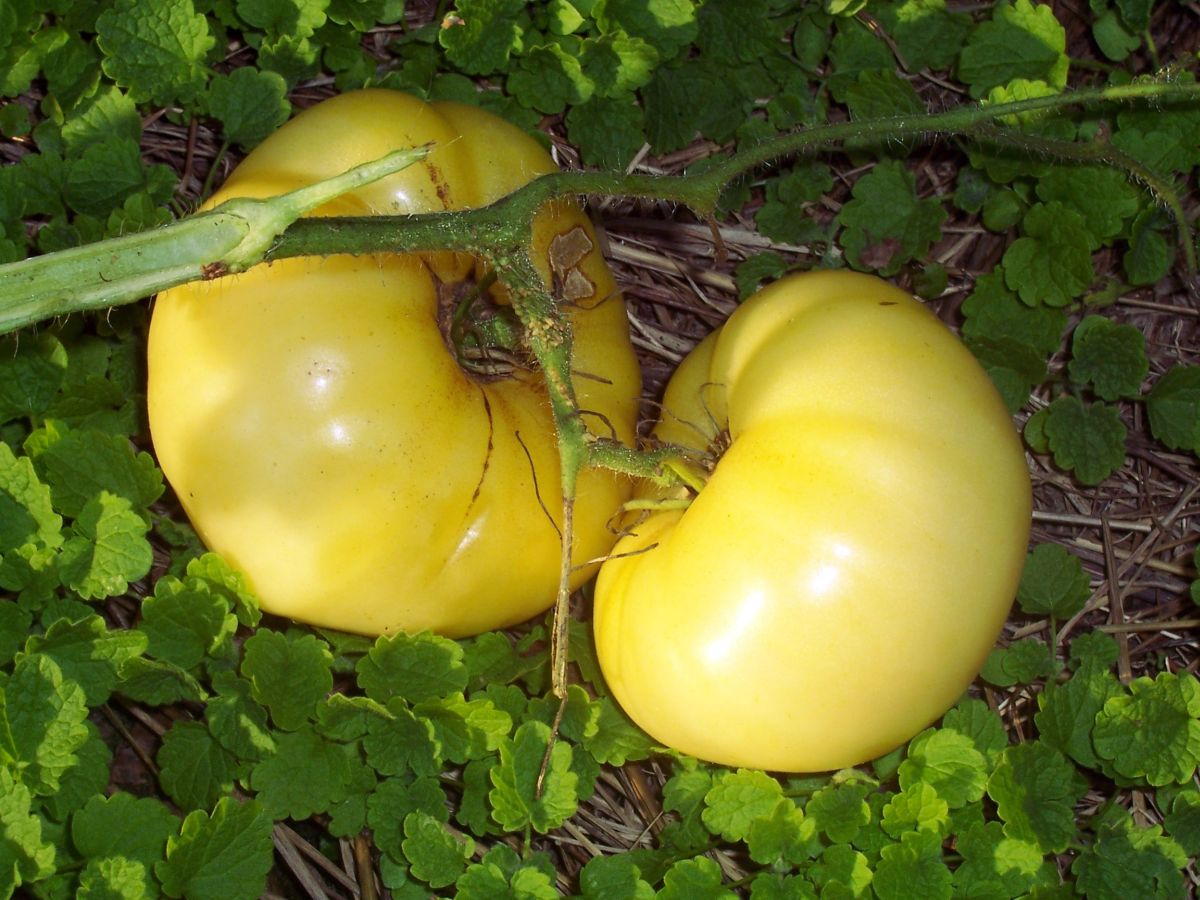 White Wonder Tomatoes