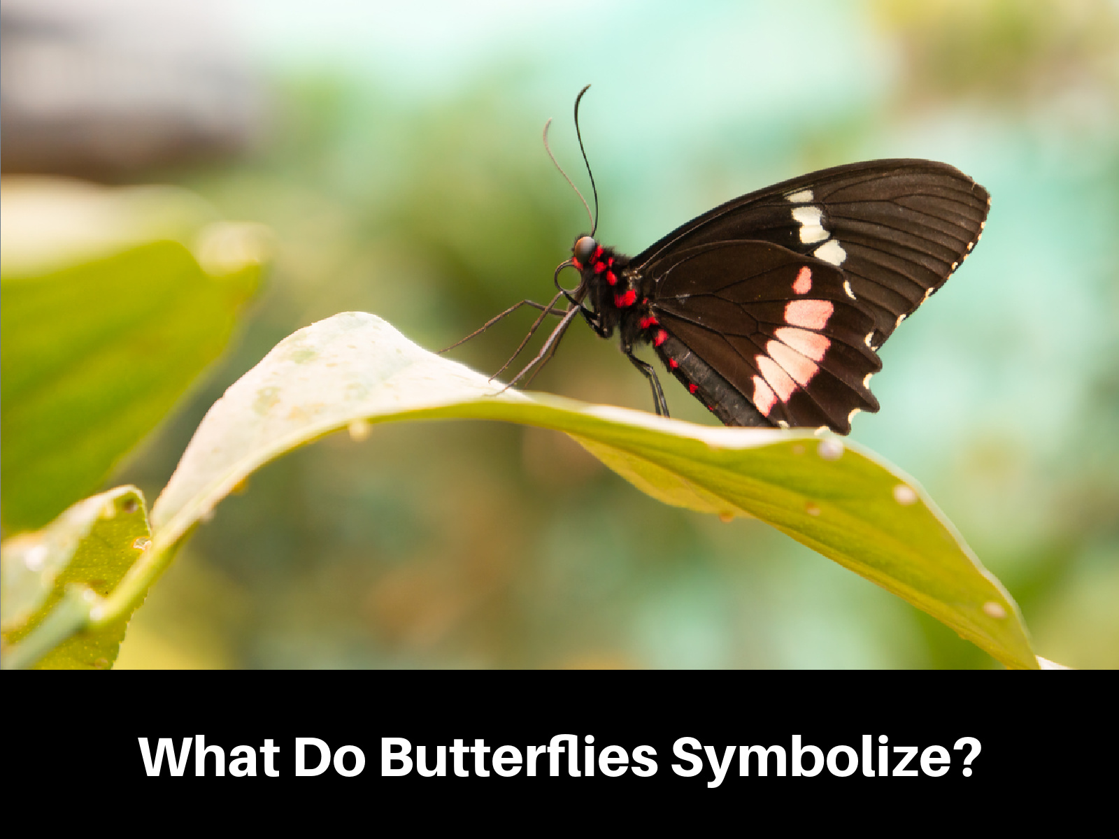 Butterfly Symbolism: Explore Your Connection to Butterflies
