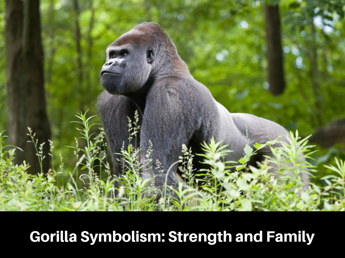 Gorilla Symbolism: Strength and Family