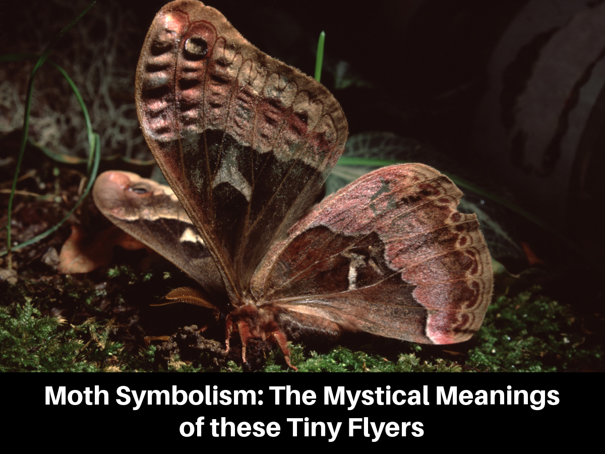 Moth Symbolism: The Mystical Meanings of these Tiny Flyers