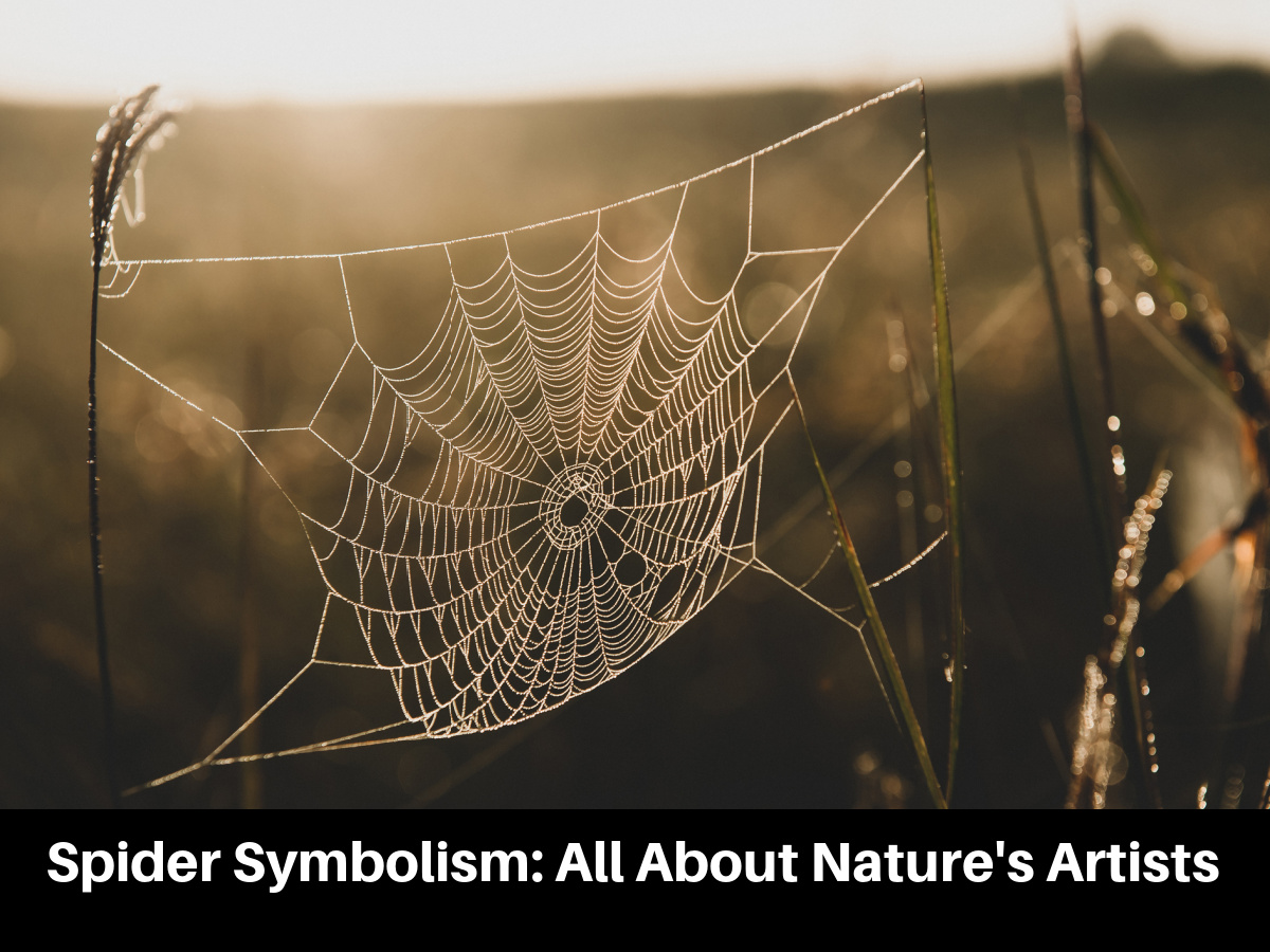 Spider Symbolism: All About Nature's Artists