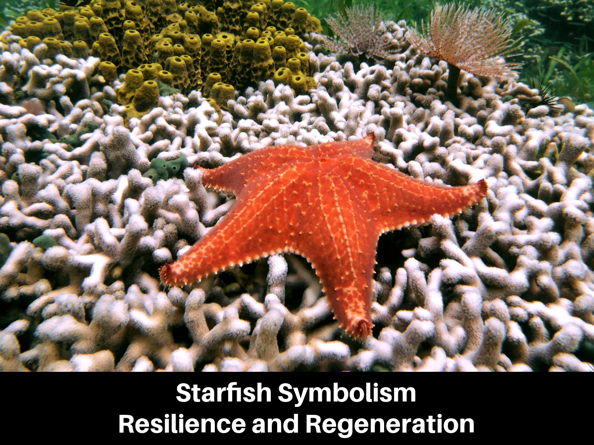 Starfish Symbolism - Resilience and Regeneration