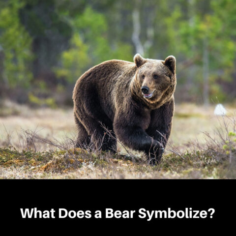 A Guide to Bear Symbolism