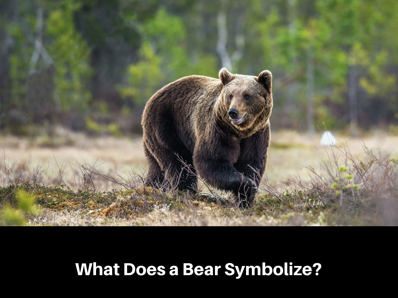 A Guide to Bear Symbolism