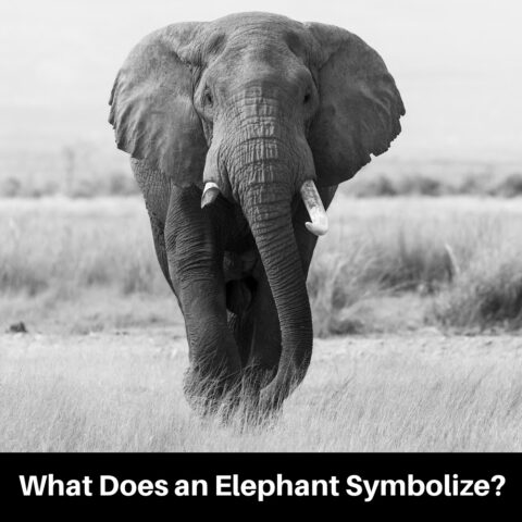 Elephant Symbolism: All About the Mystical Pachyderm