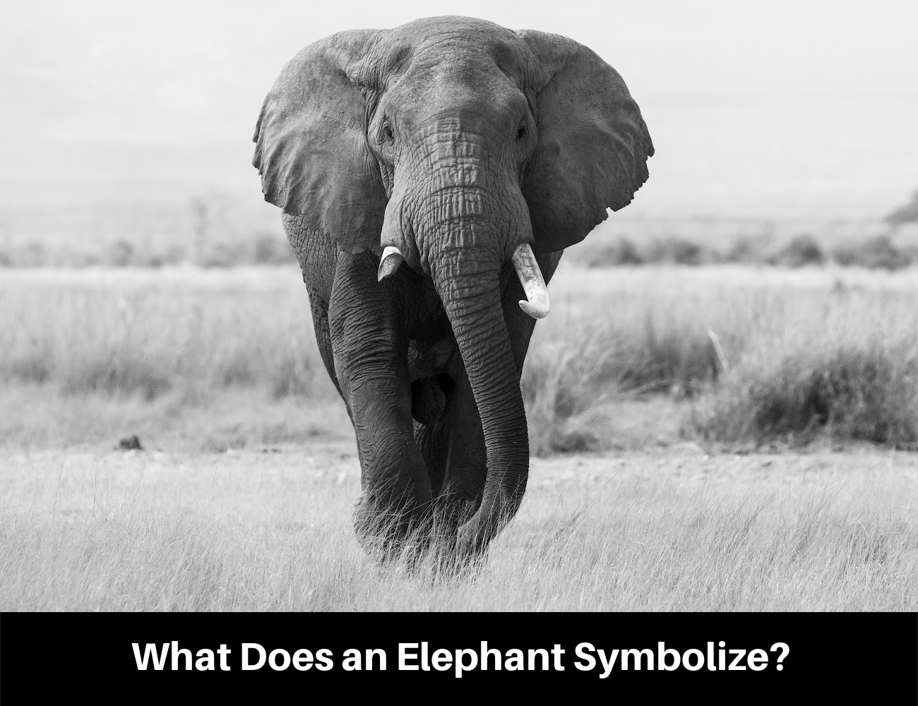 What Does an Elephant Symbolize?