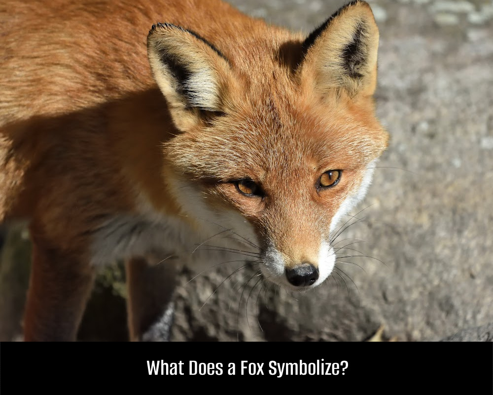 Fox Symbolize