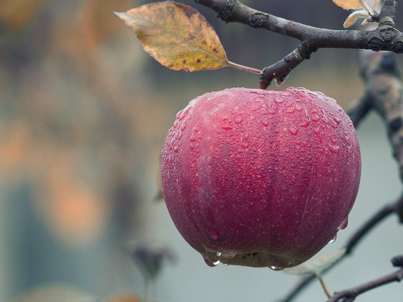 apple-picking-barton-orchards
