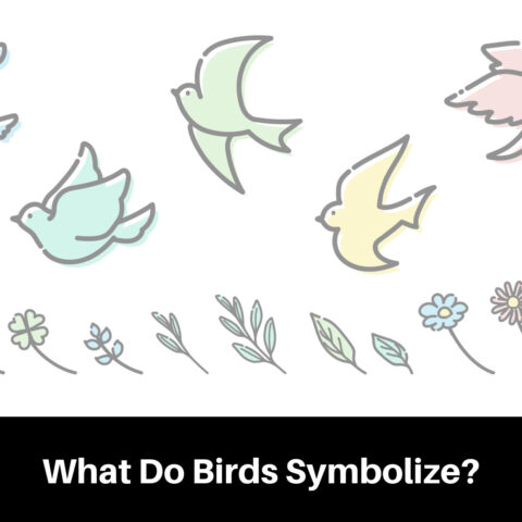 10 Bird Symbolism Meanings