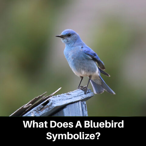 Bluebird Symbolism – What It Means For You