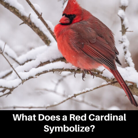 Cardinal Symbolism – is it luck, fortune, or more?