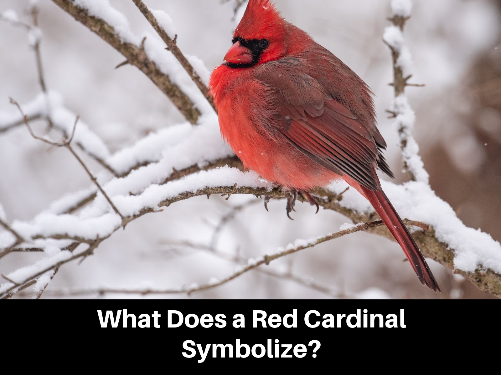 Cardinal bird symbolize