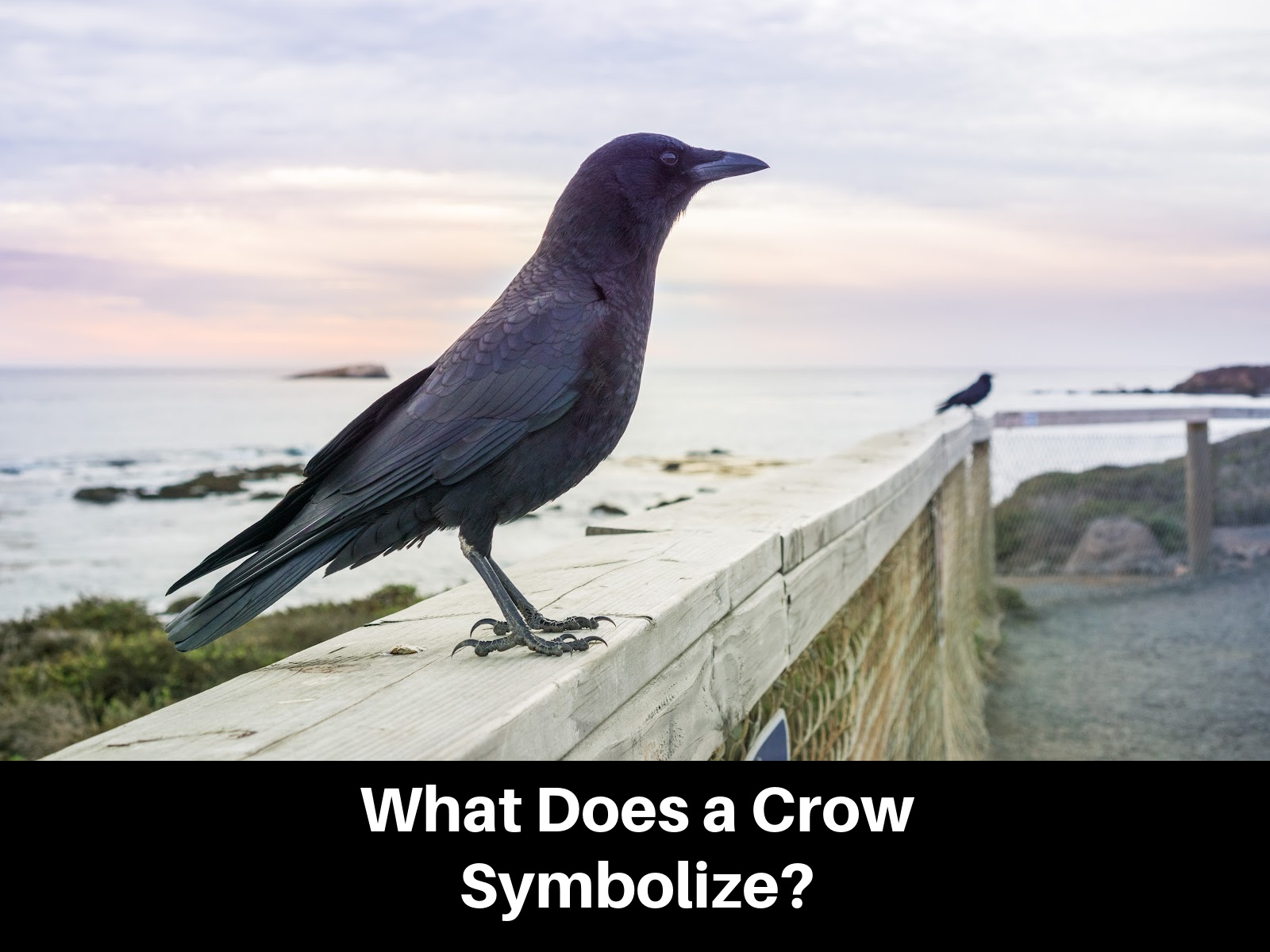 7 Crow Symbolism Meanings in Different Cultures