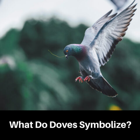 Dove Symbolism – Why You See Them