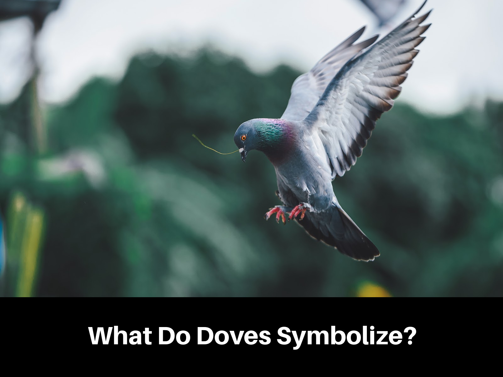 What Do Doves Symbolize?