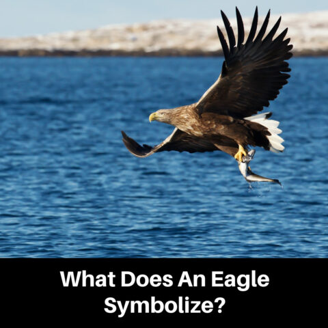 Eagle Symbolism Meanings and What They Have in Common