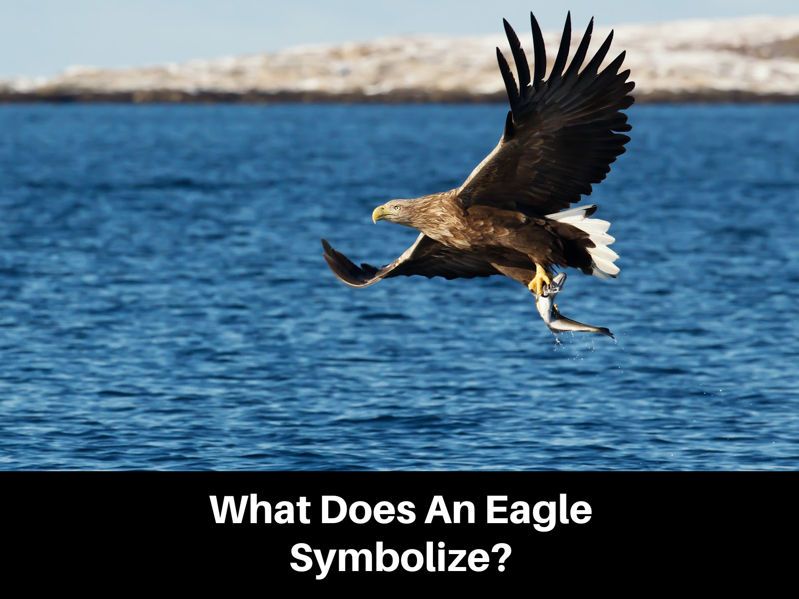 Eagle Symbolism Meanings and What They Have in Common