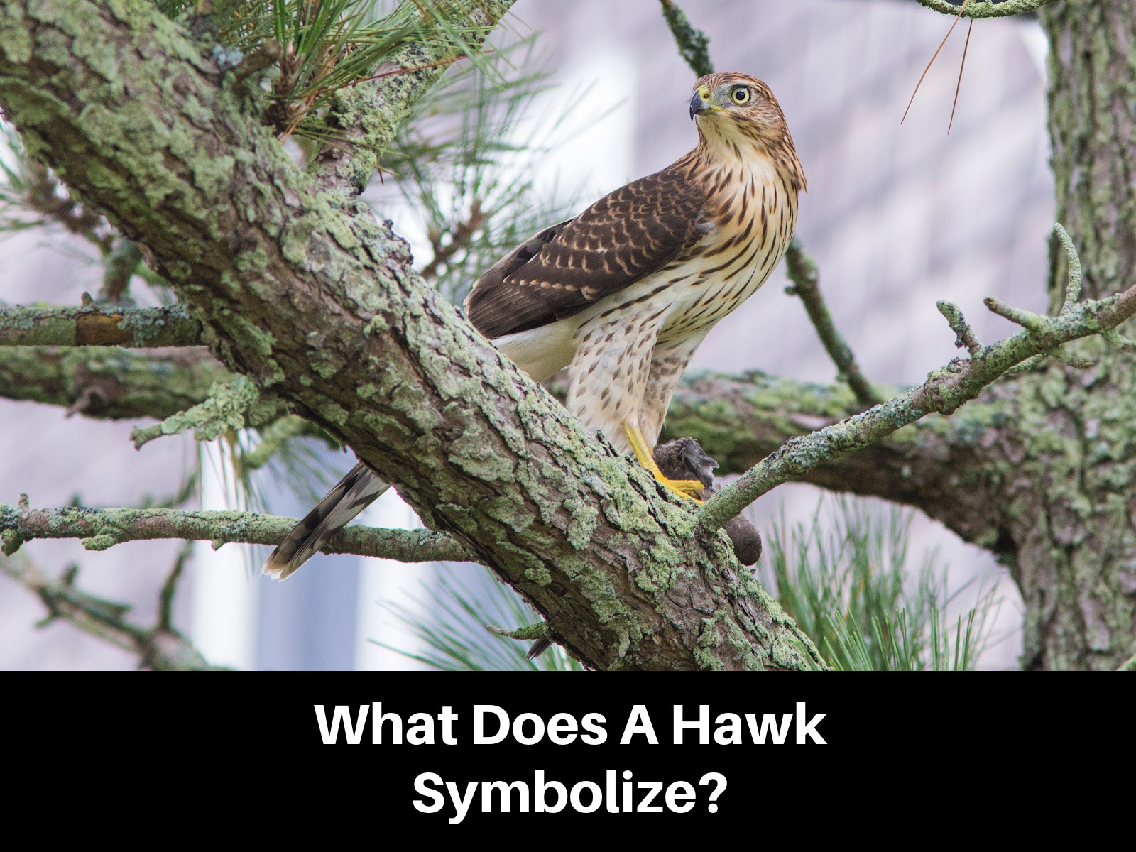 Hawk Symbolism and Spiritual Meanings