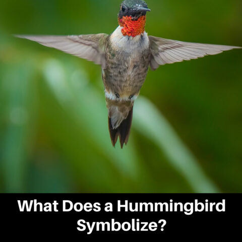 7 Hummingbird Symbolism Meanings