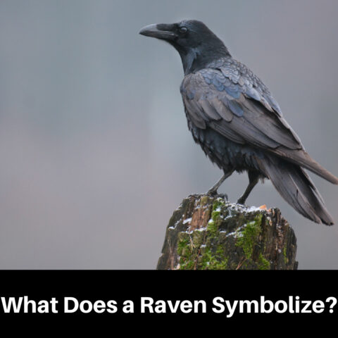 Understanding Raven Symbolism Across Cultures