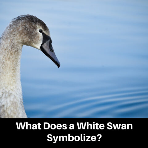 Swan Symbolism Across Cultures