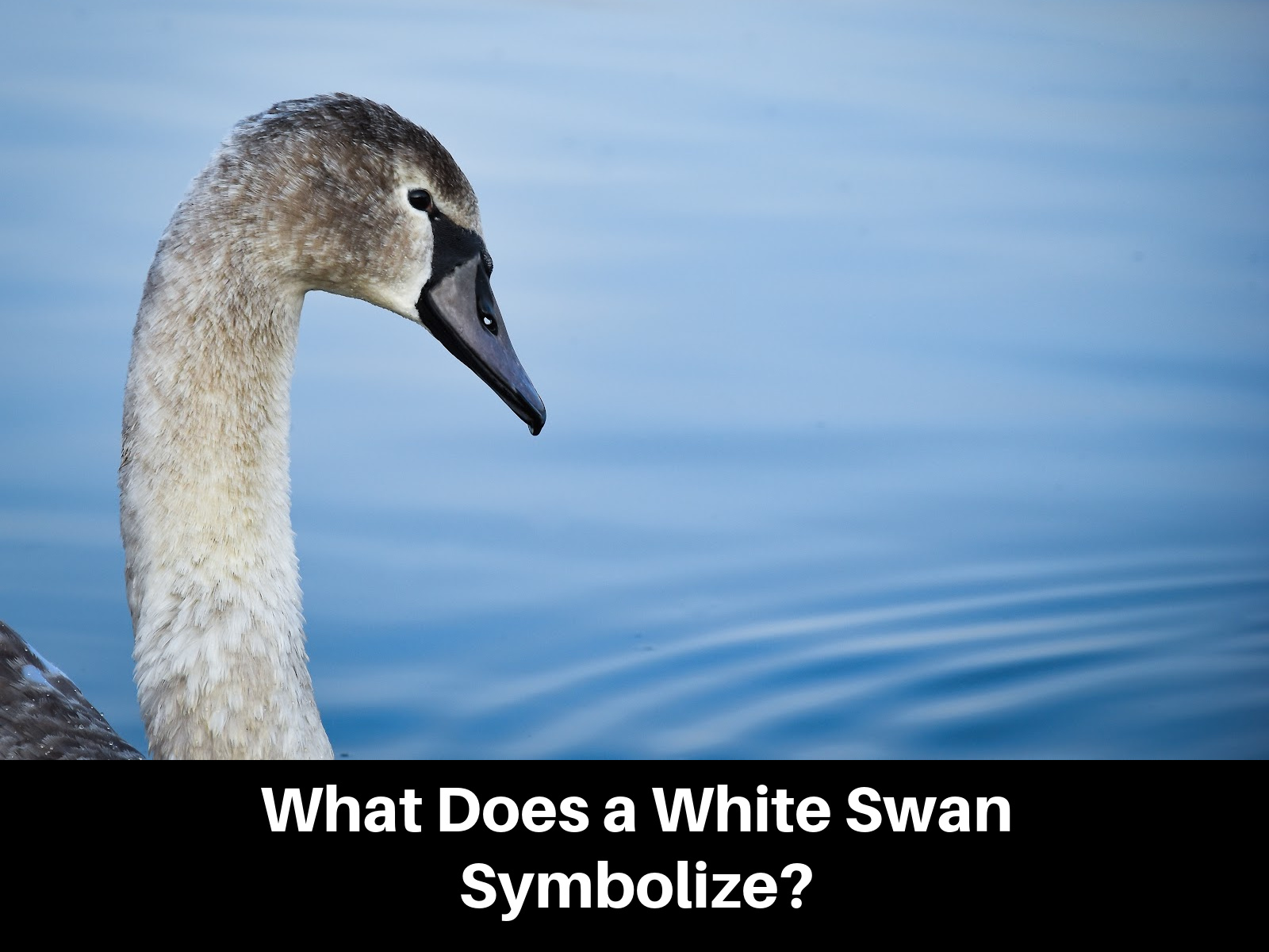 What Does a White Swan Symbolize?