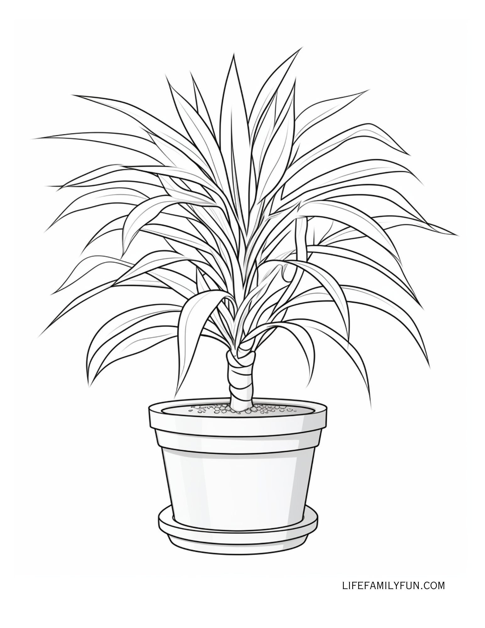 Spider Plant Coloring Page