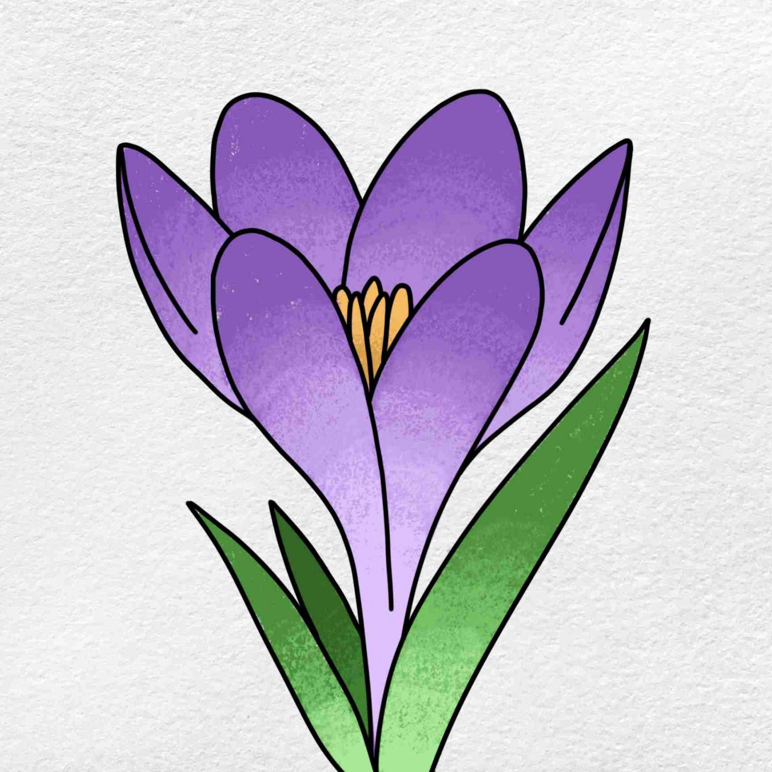 how to draw a crocus flower