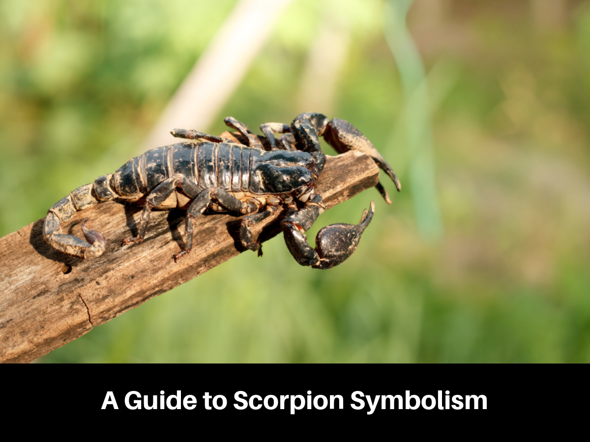 A Guide to Scorpion Symbolism