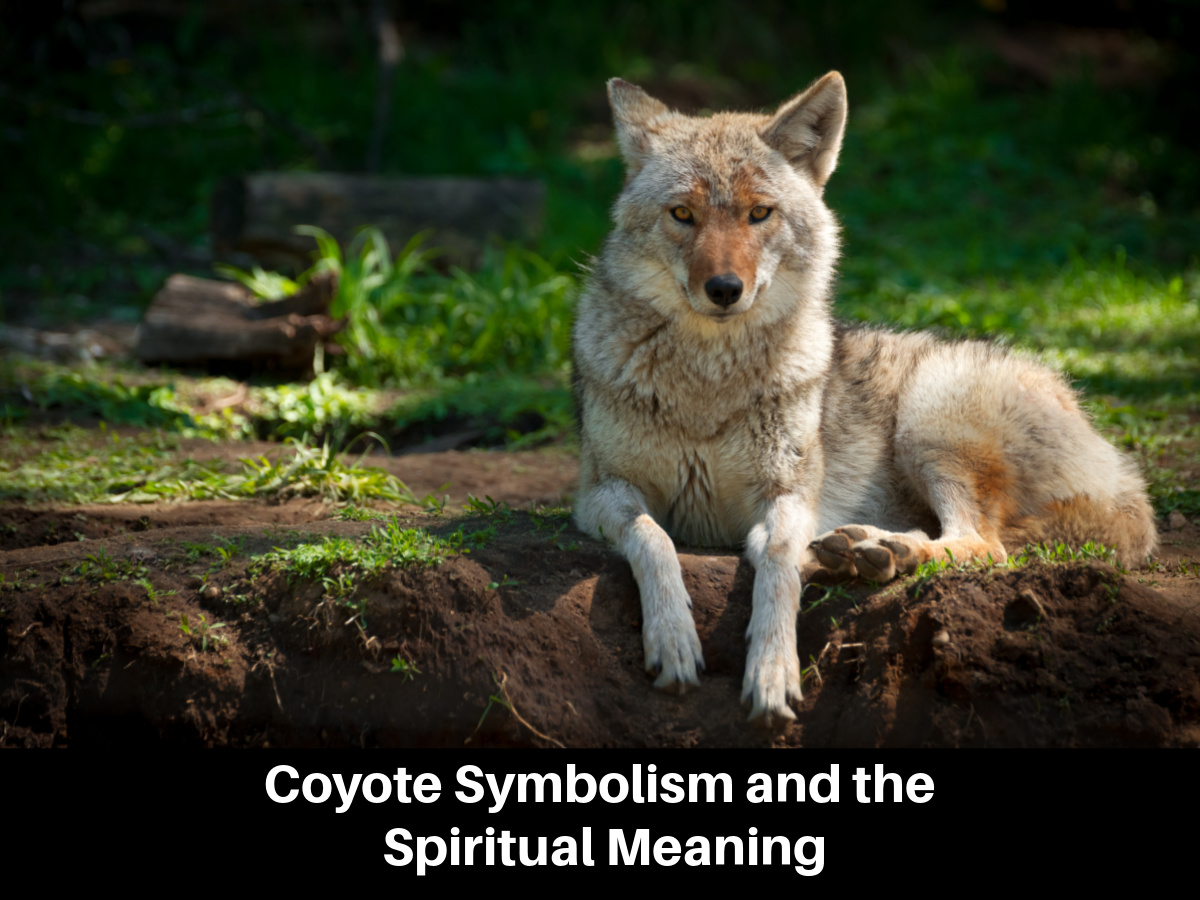 Coyote Symbolism and the Spiritual Meaning