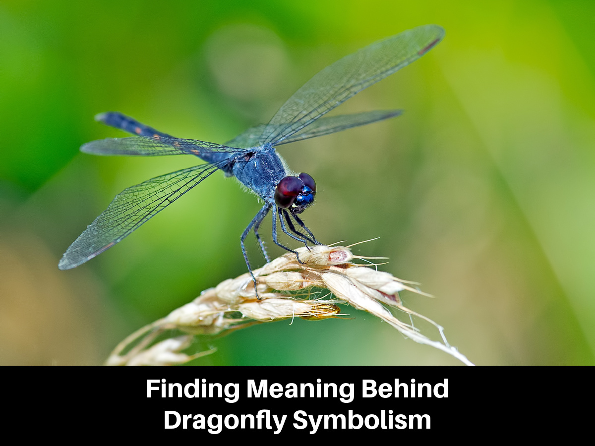 Finding Meaning Behind Dragonfly Symbolism