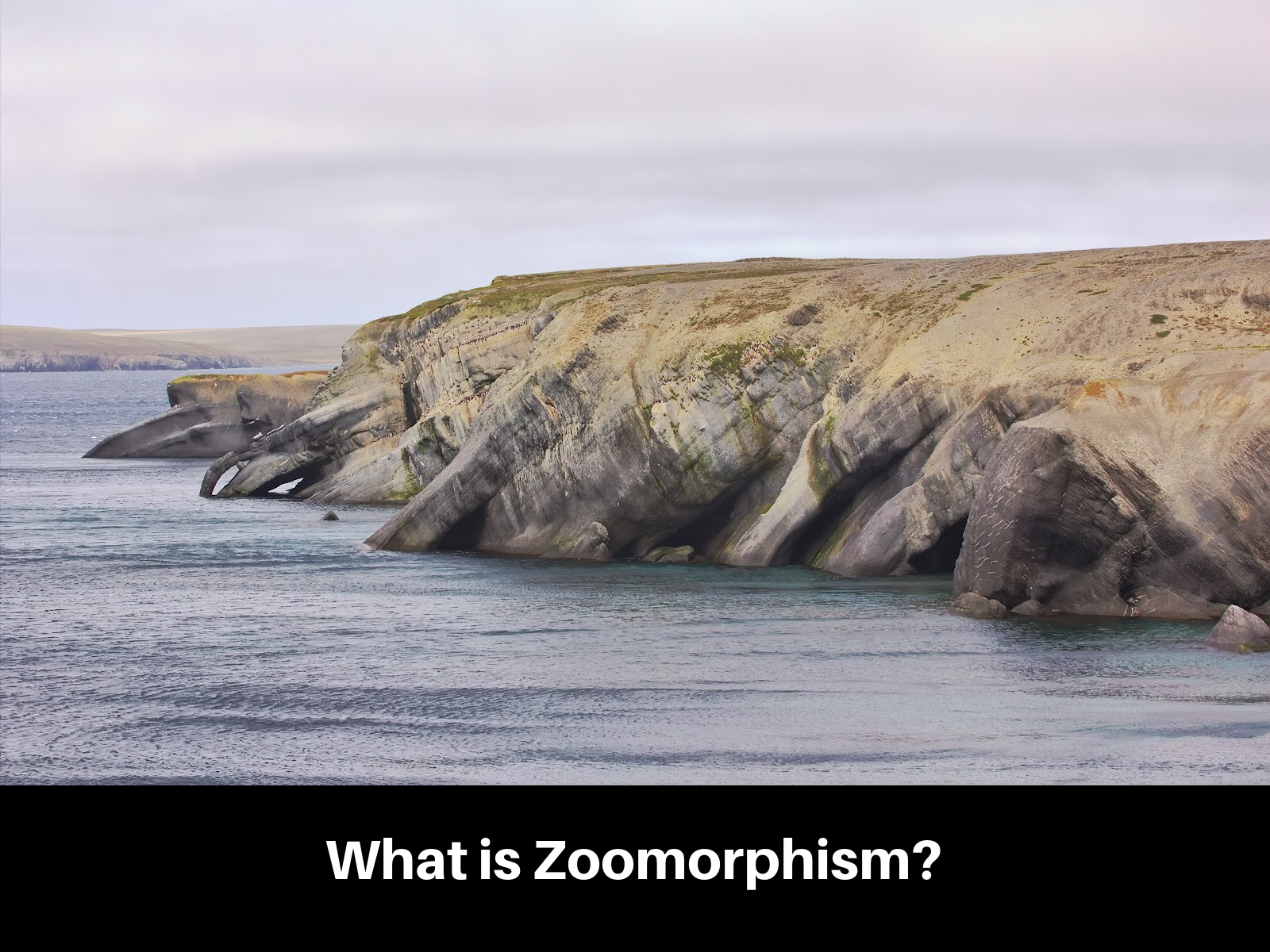 What is Zoomorphism?