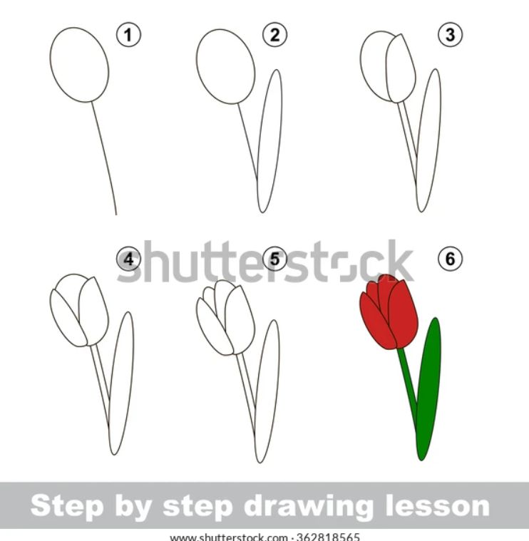 how to draw a tulip flower